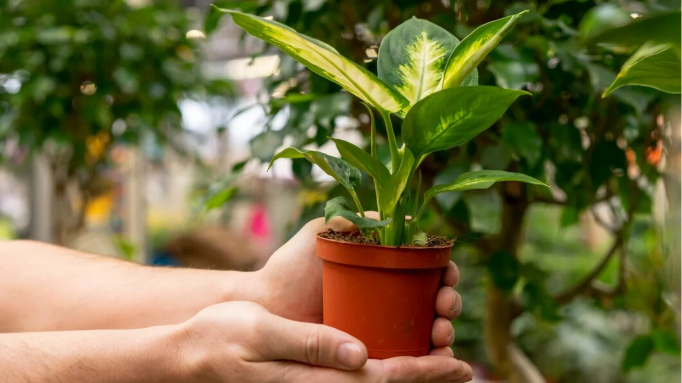 Chinese Evergreen Care