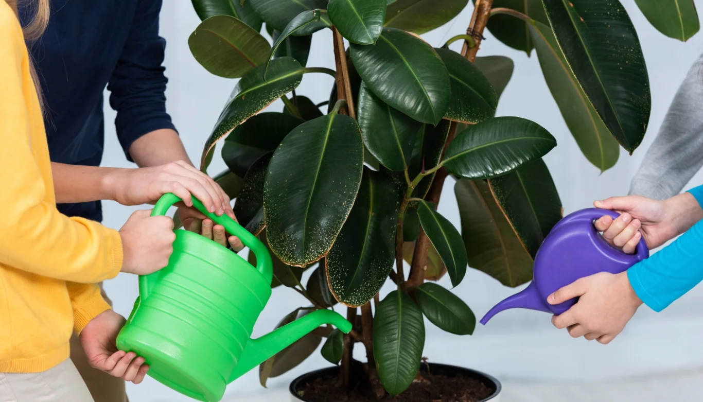 How to Care for Rubber Plants