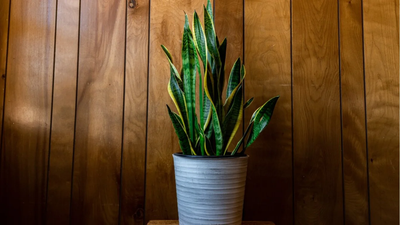 How to Propagate Snake Plant