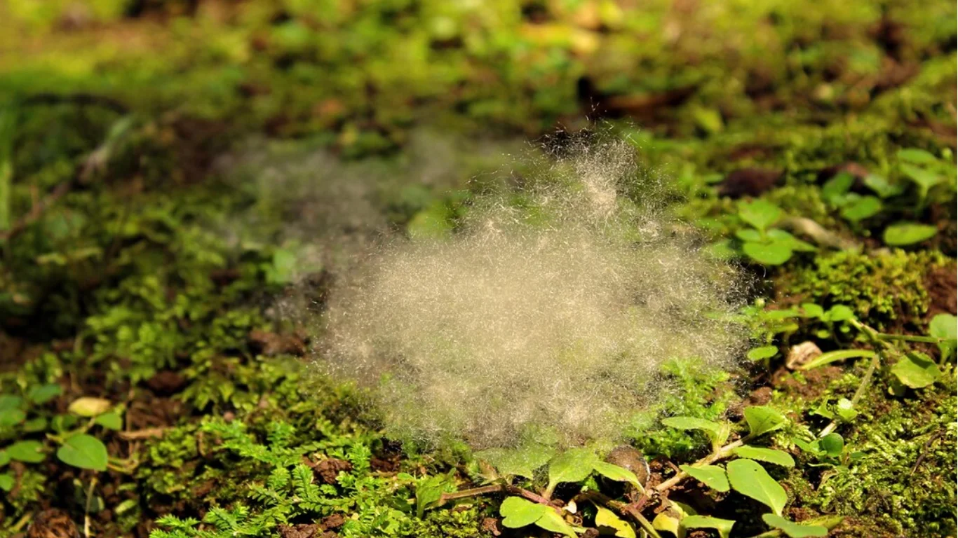 Lawn Fungus Treatment