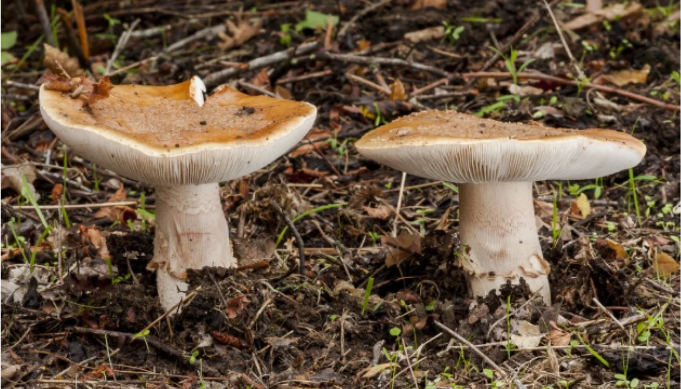 Grow mushrooms in Yard